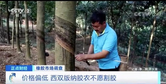價格偏低 西雙版納膠農(nóng)不愿割膠
