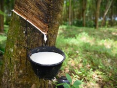 泰國(guó)洪災(zāi)肆虐，12月橡膠產(chǎn)量預(yù)計(jì)大幅下滑